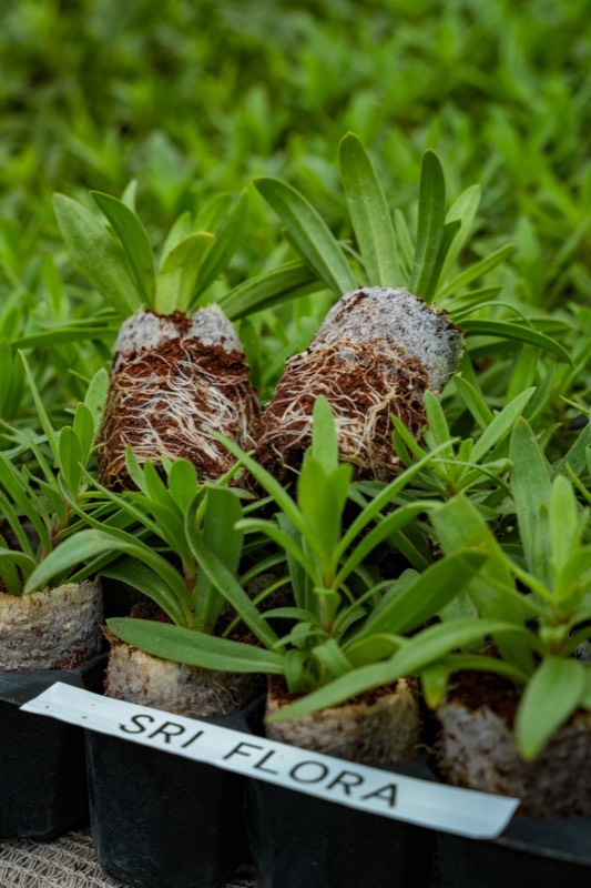 Gypsophila plants propagation
